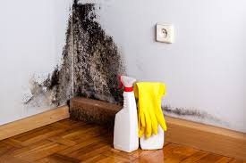 Best Mold Remediation for Rental Properties  in Cool Valley, MO